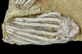 Two Fossil Crinoids (Macrocrinus)- Crawfordsville, Indiana #110565-1